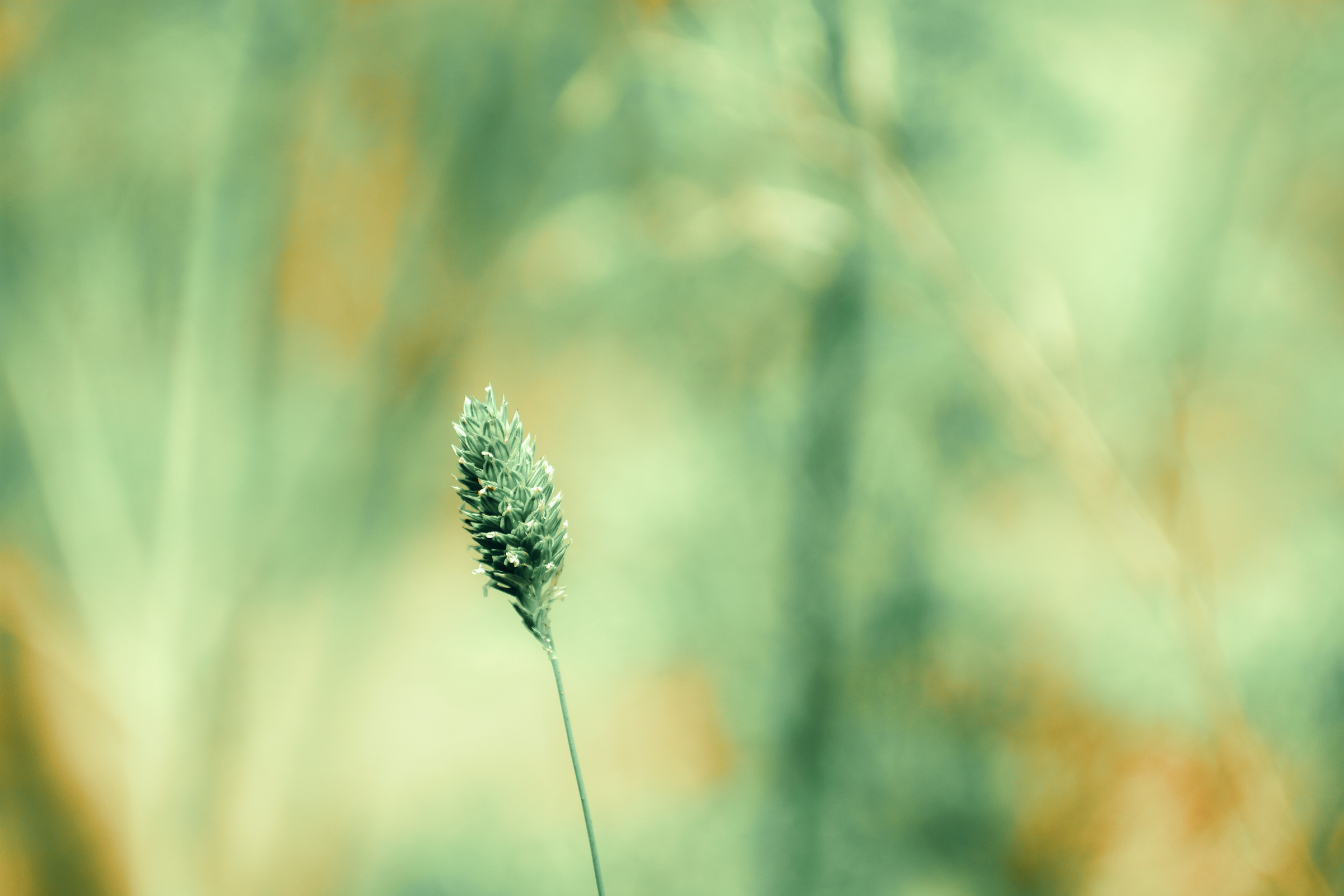 Green Plant